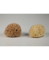 Honeycomb Natural Sea Sponge from Kalymnos Greece