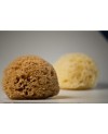 Honeycomb Natural Sea Sponge from Kalymnos Greece