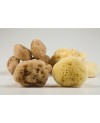 Fine Silk Natural Sea Sponge from Kalymnos Island-Greece