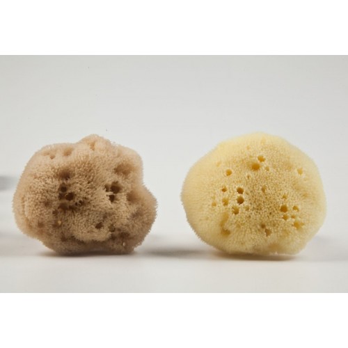 Honeycomb sea sponge for bathing (in 3D gift box)