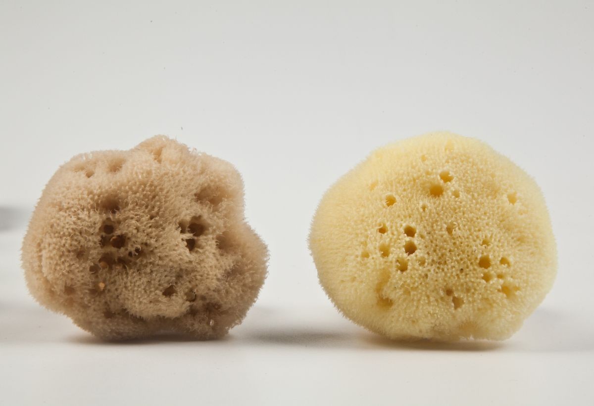 Natural Sea Sponge GREEK KALYMNOS silk - wool - durable ALL SIZES-COLOURS